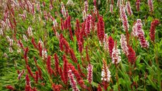 best ground cover plants: persicaria