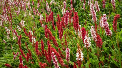 best ground cover plants: persicaria