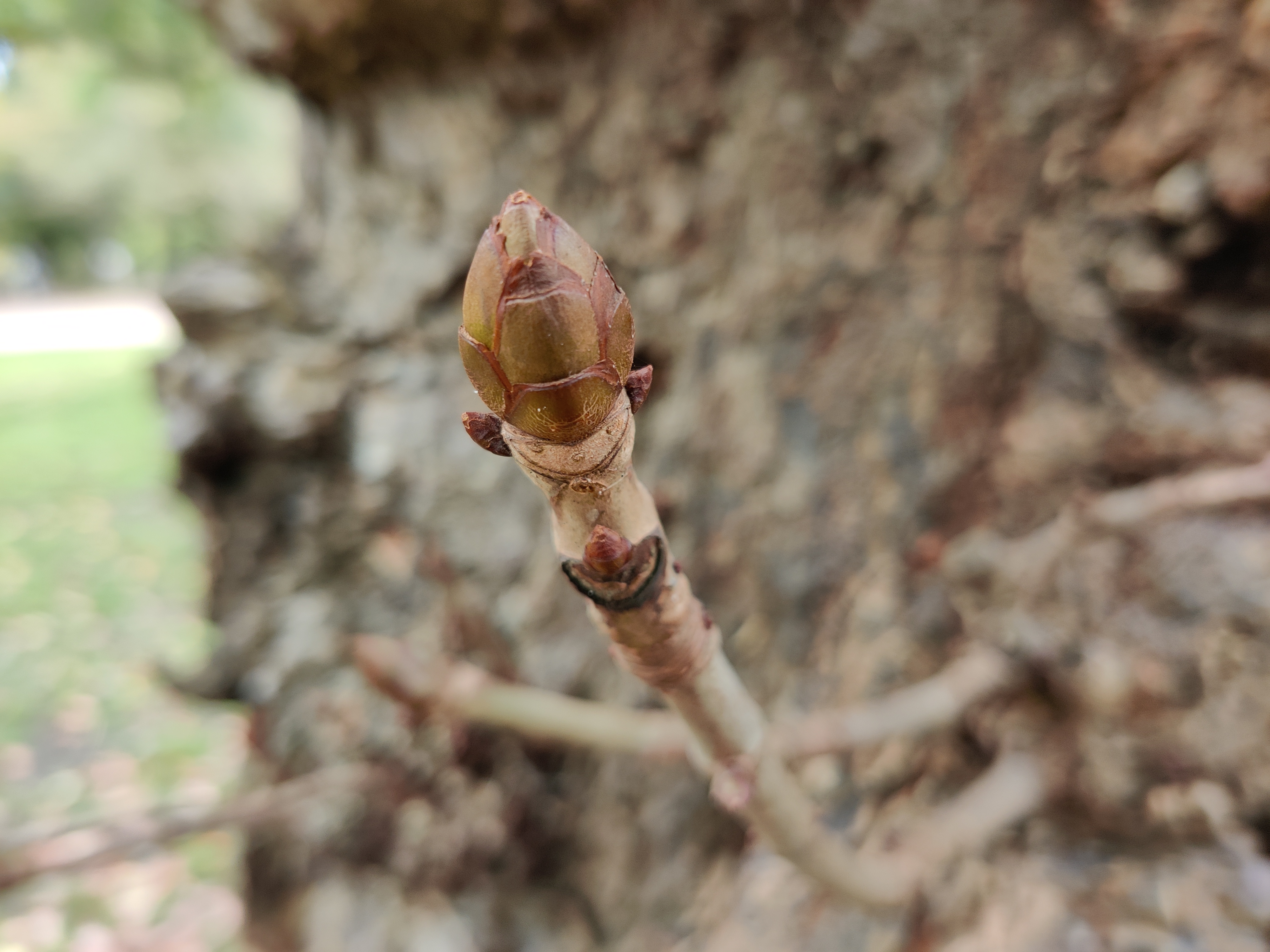 A shot using the macro camera