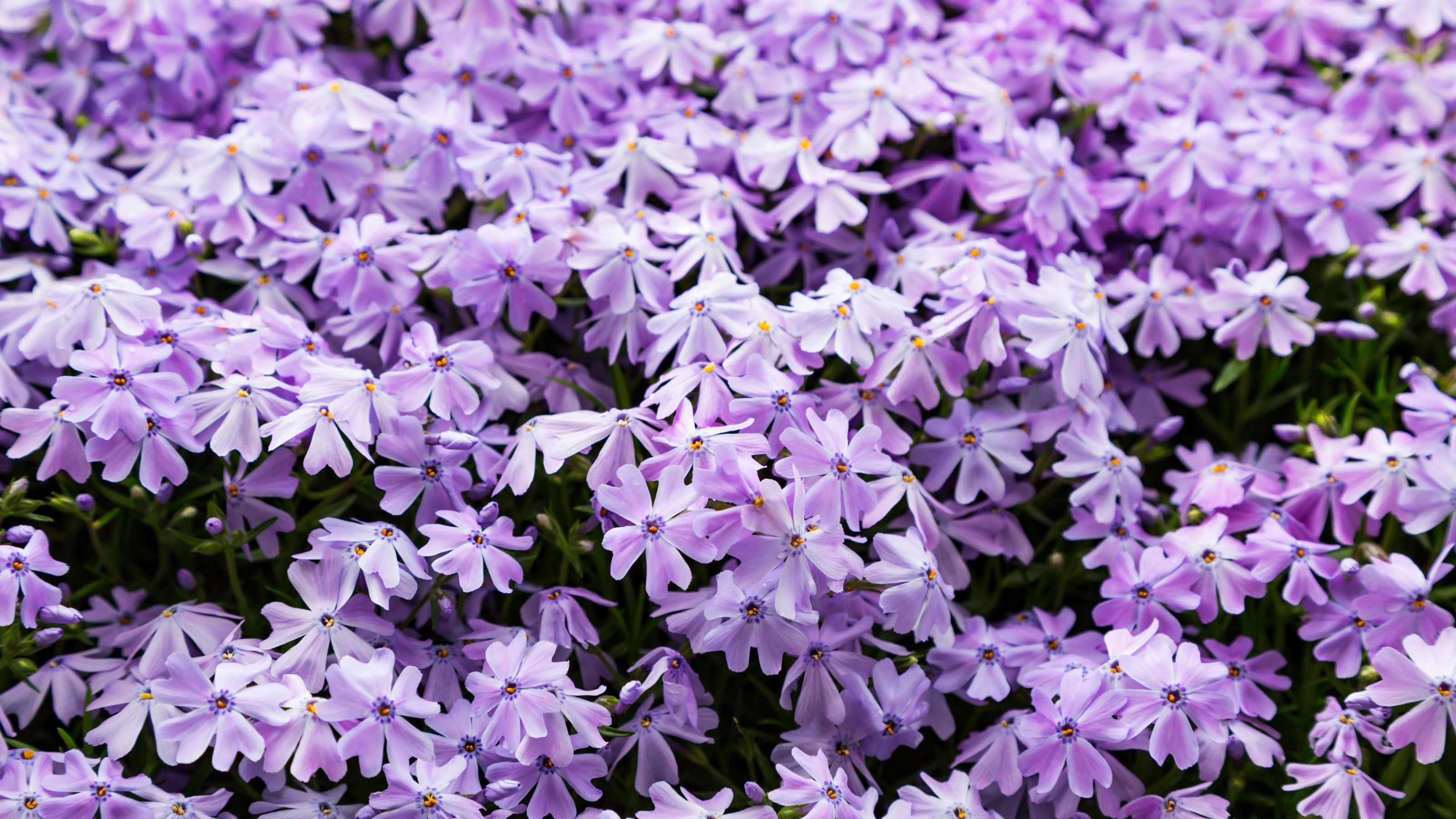 Blue and purple phlox flowers