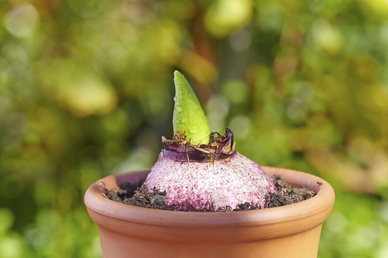 Hyacinth Bulb Growing In A Pot