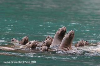 Sea lions at Prince William Sound, sea lions