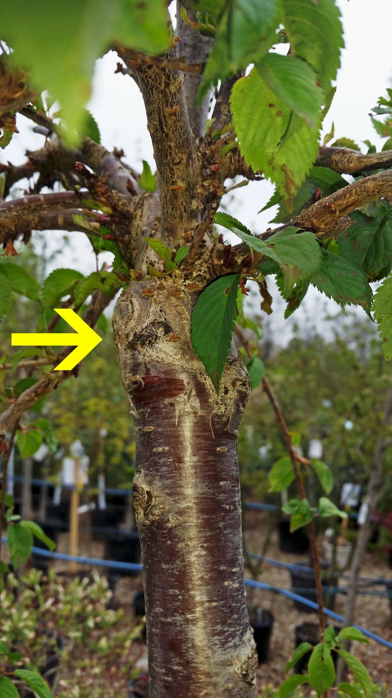 Graft Collar On A Tree