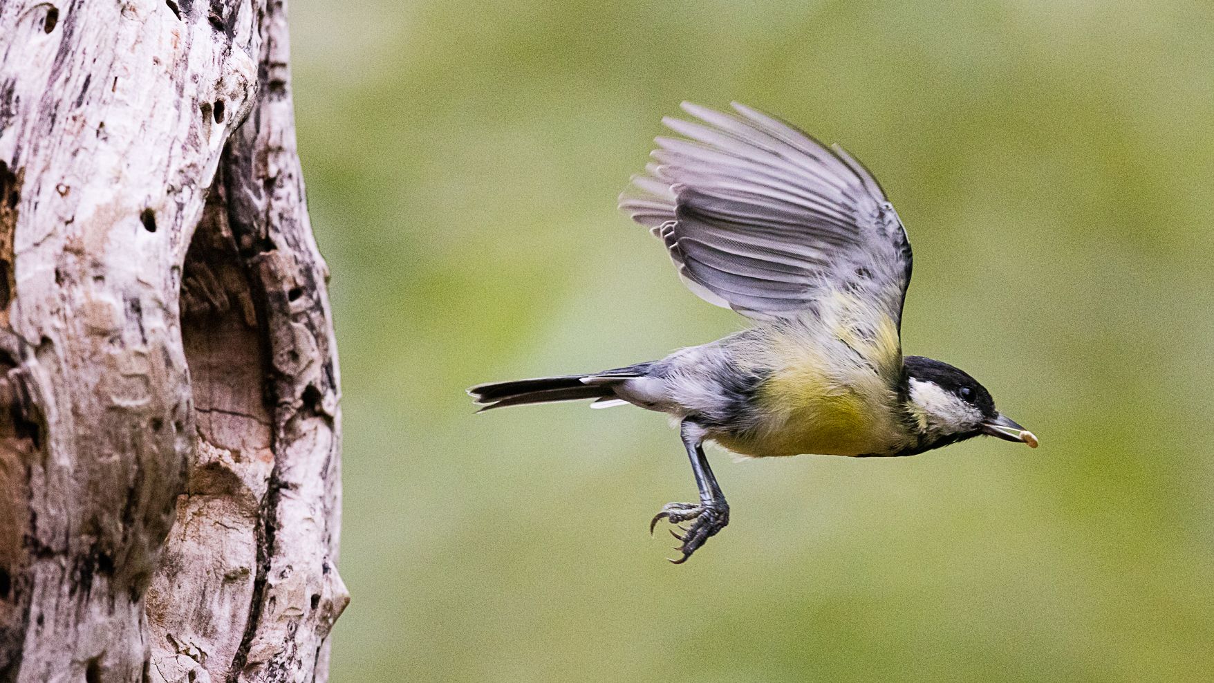 How good is the Canon EOS R5's Animal Eye AF? A wildlife photographer gives his verdict TechRadar
