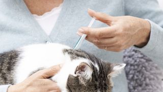 a cat receives parasite preventatives