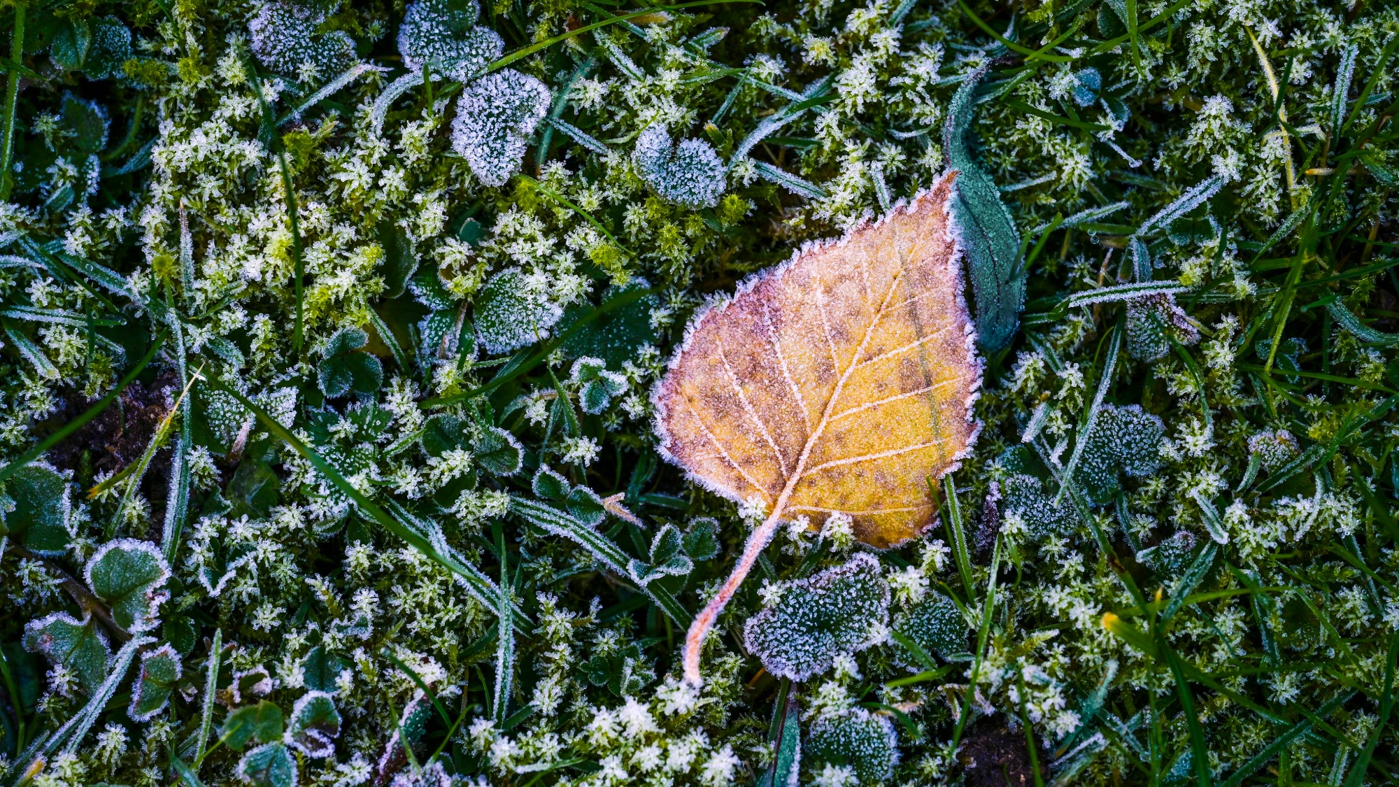 Birch leaf and green plants covered in first frost