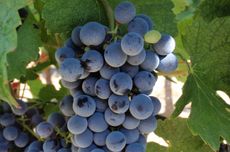 new bordeaux grapes; a bunch of Marselan grapes