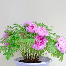 Pink peony growing in a pot