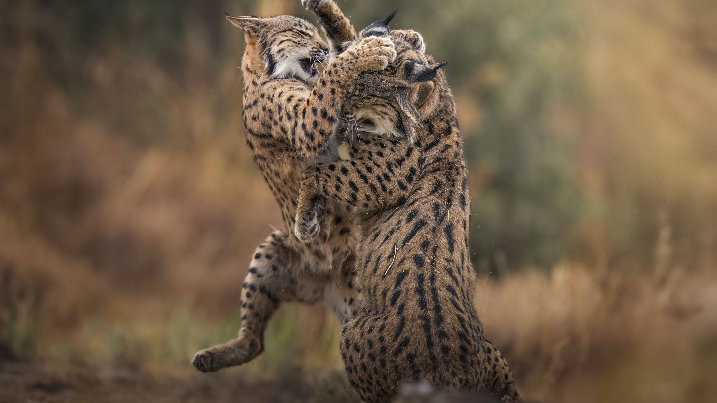 Photos of rare Iberian Lynx by wildlife photographer Alexandra Surkova &ndash; two lynx fighting