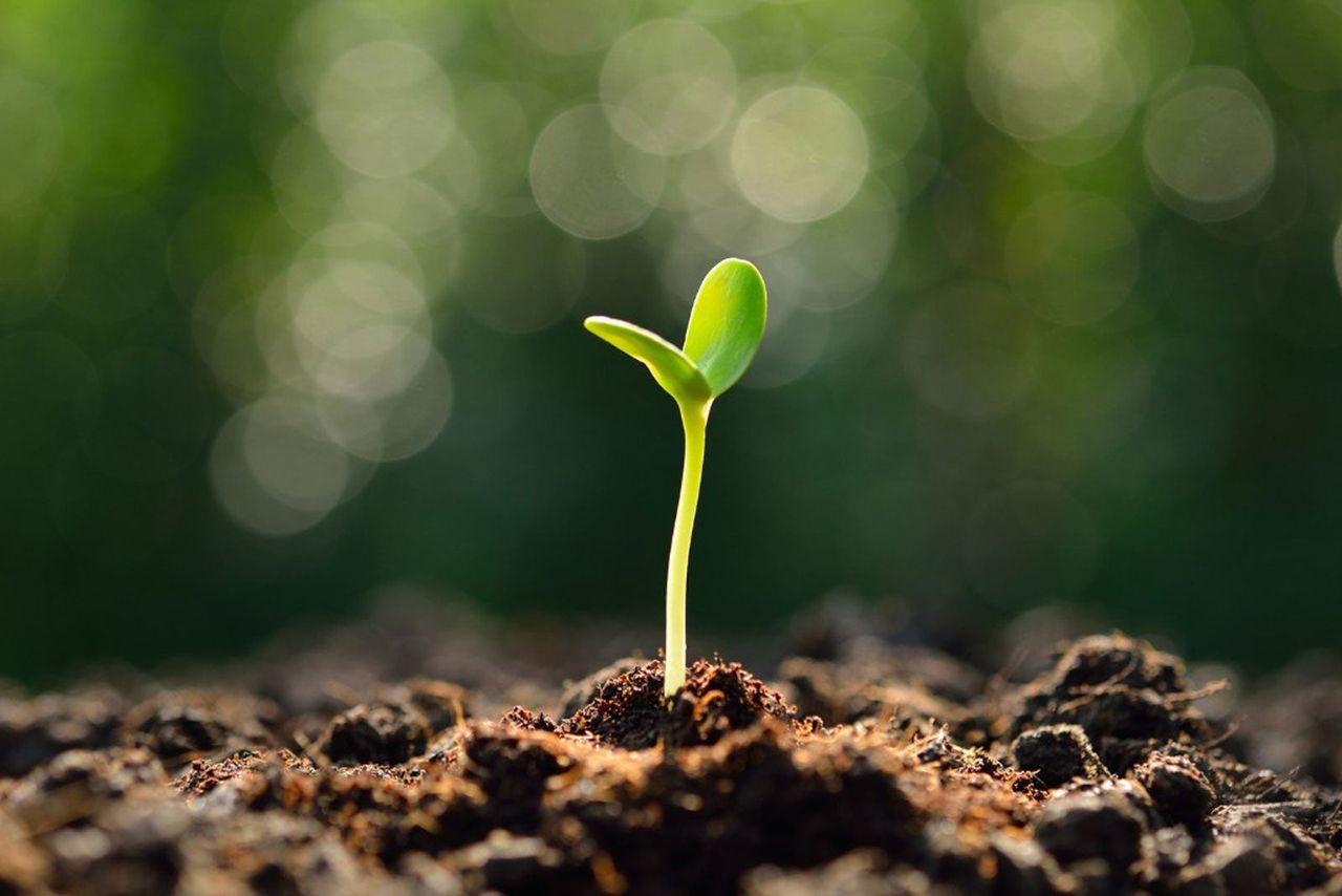 Seedling Sprouting Out Of The Soil