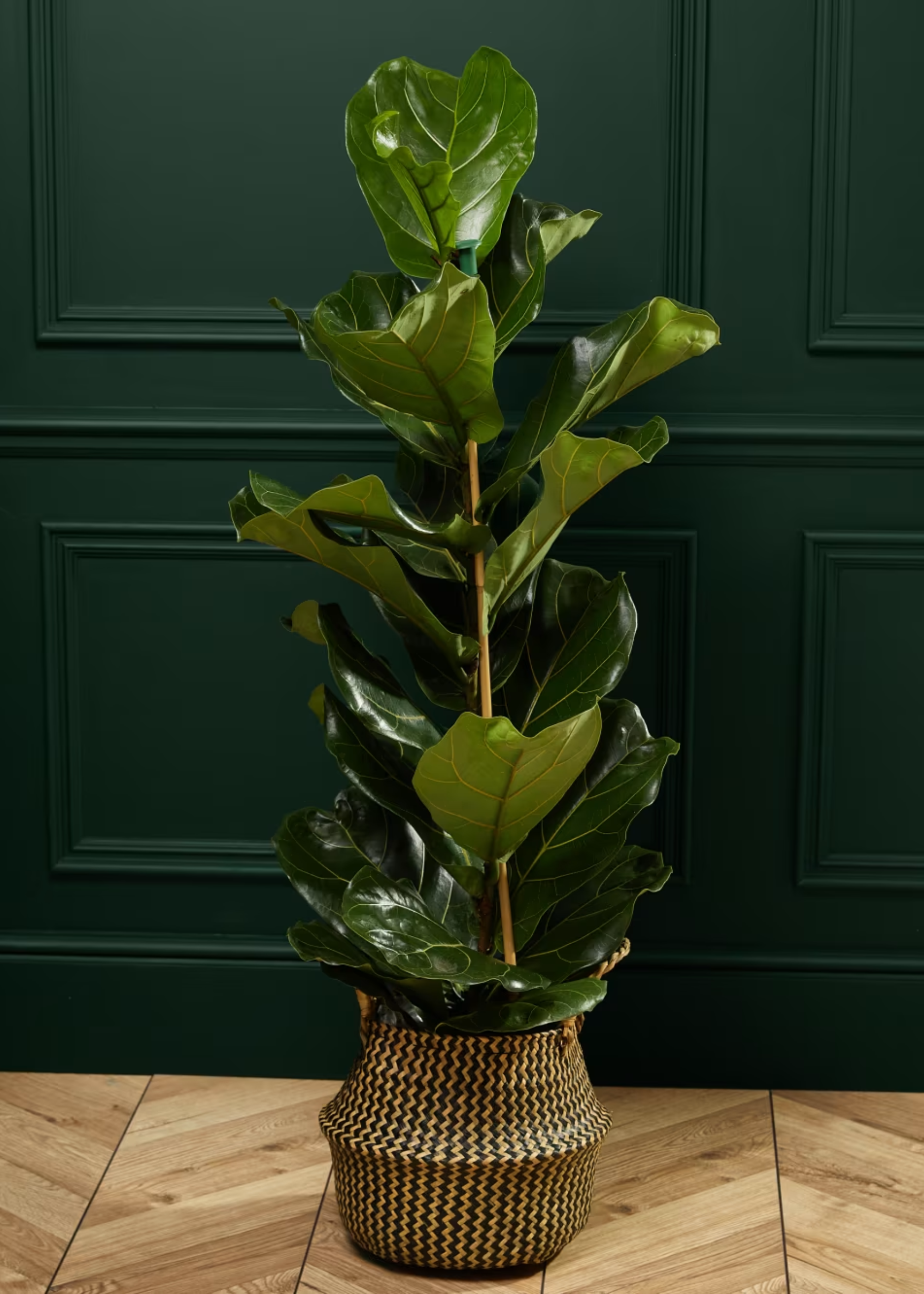 A potted fiddle leaf fig in a woven basket planter