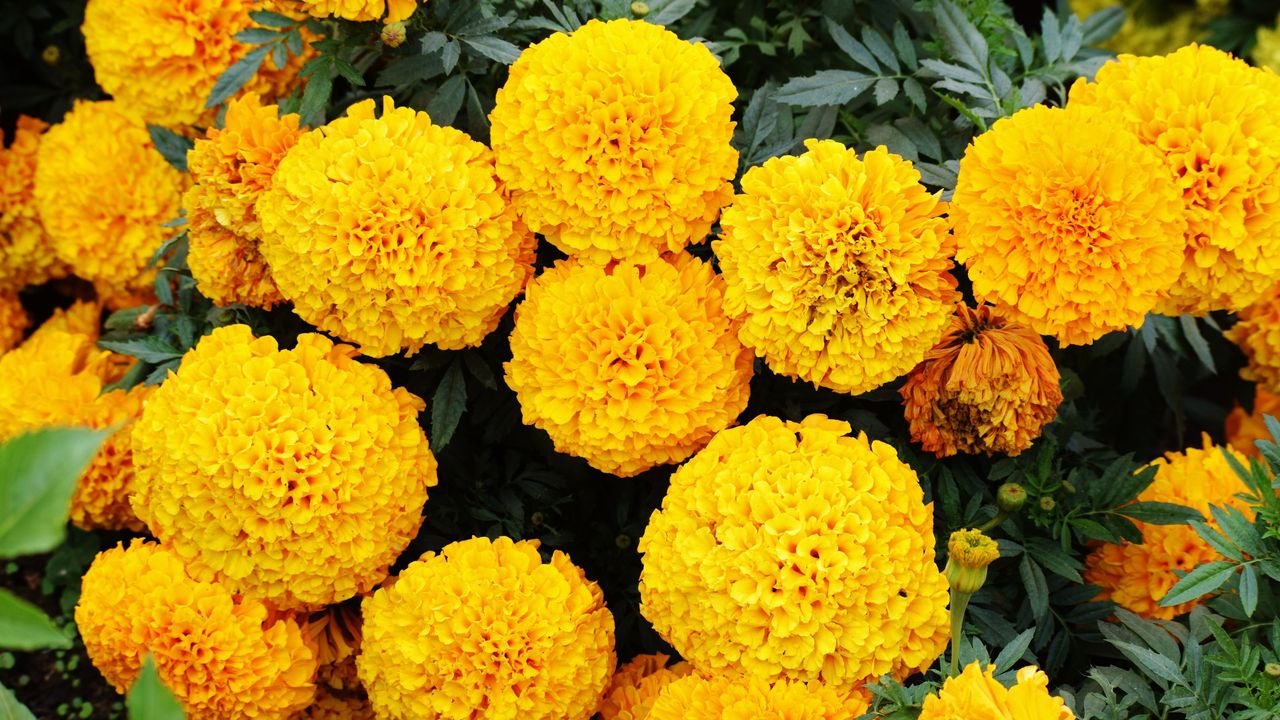 Yellow marigold flowers on a bush