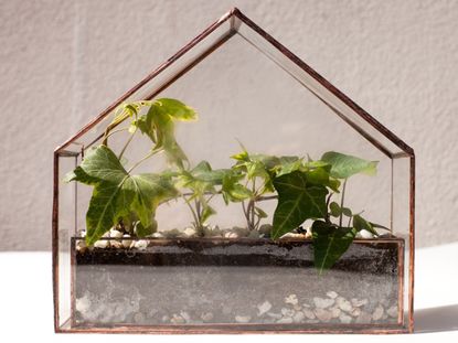 Houseplant Growing In A Terrarium