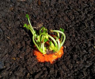 A sprouted carrot top planted in soil