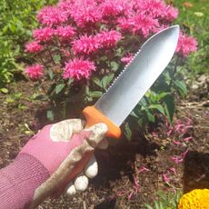 Gardener holds soil knife in front of bright pink bee balm