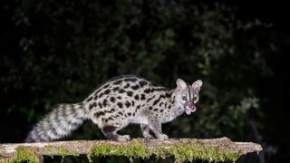 Most unusual pets - Spotted Genet