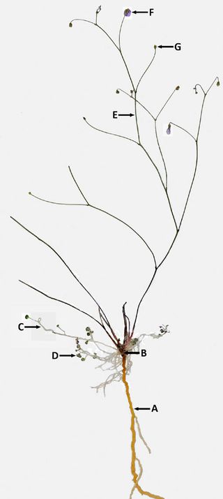 The carnivorous plant, Philcoxia minensis showing its flower (A), fruit (B), inflorescence branch (C), stem and leaf blade (D & E), and its simple root system (F).