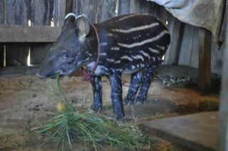 day4-tapir-100716-02