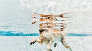 Dog swimming at the pool