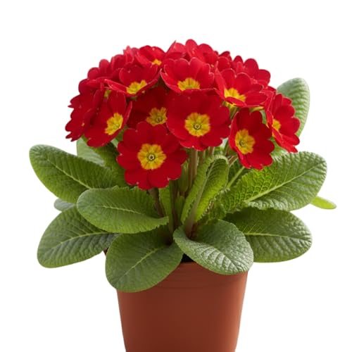 2 Red Primrose Plants Live, Live Primrose Flowering Plant, 4 Inc Pot