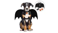 halloween dog costumes