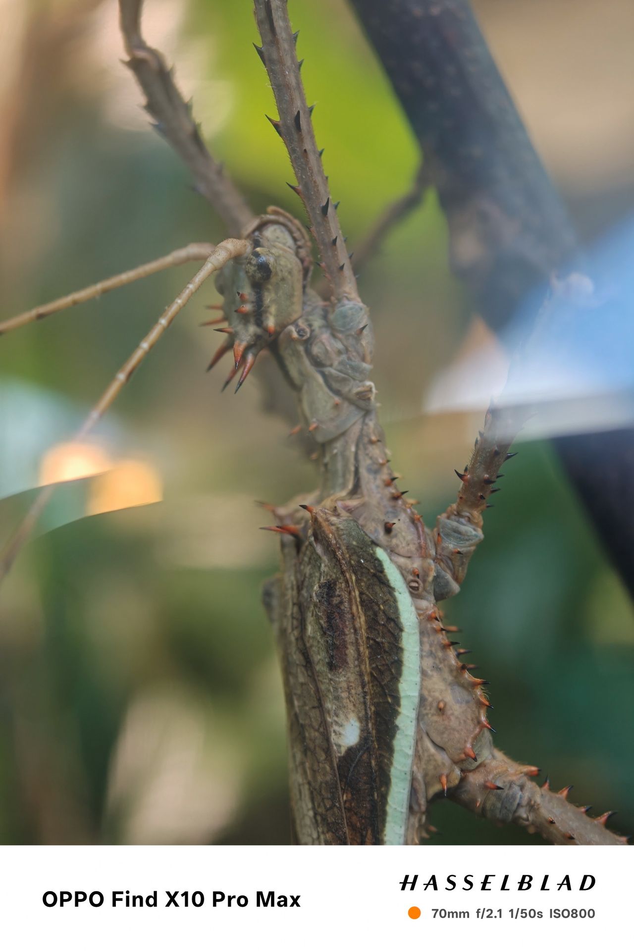 Close-up of a spiny stick insect seen through glass.