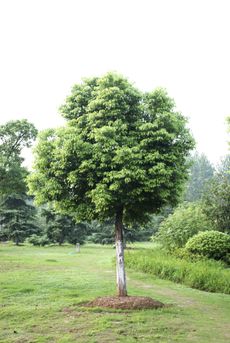 Large Camphor Tree