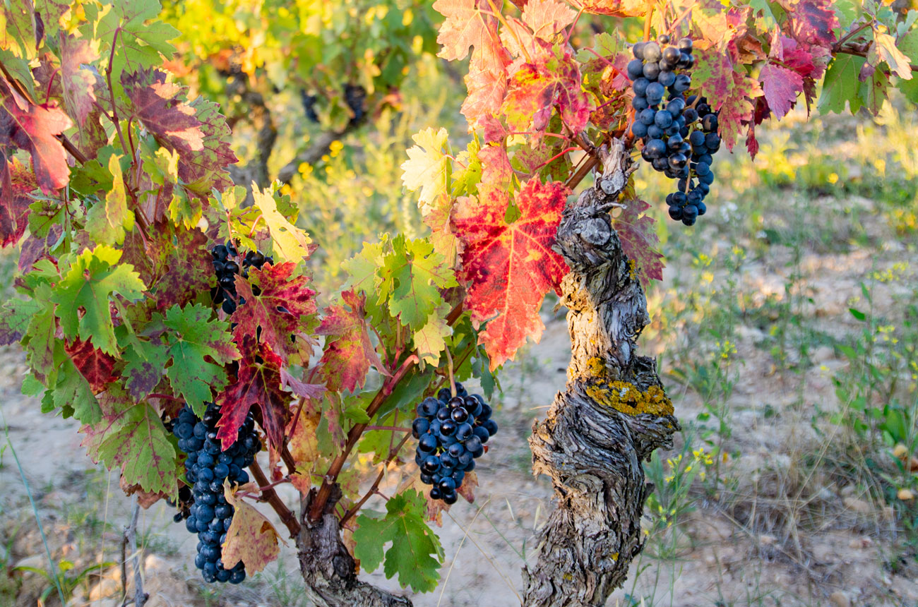 Cornelio Dinastia grapes