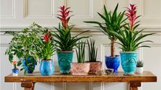 Houseplants on the table