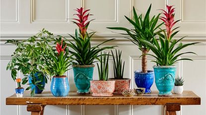 Houseplants on the table