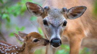 Key deer and fawn