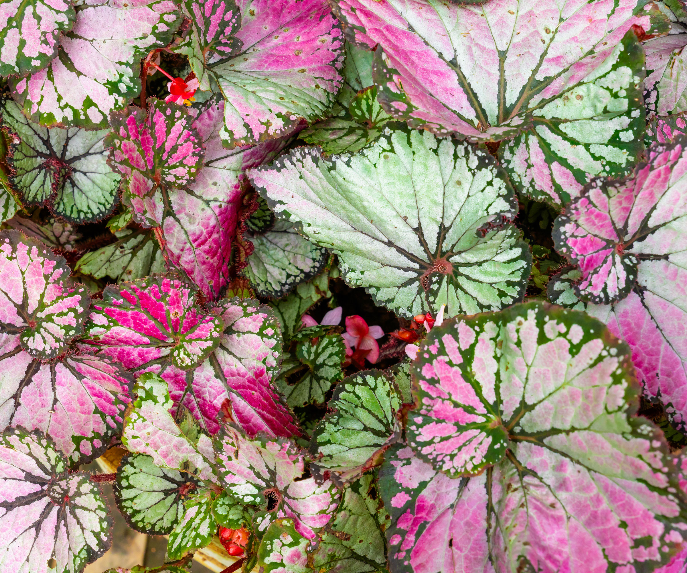 rex begonia plant with pink and pale green leaves