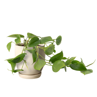 Philodendron plant