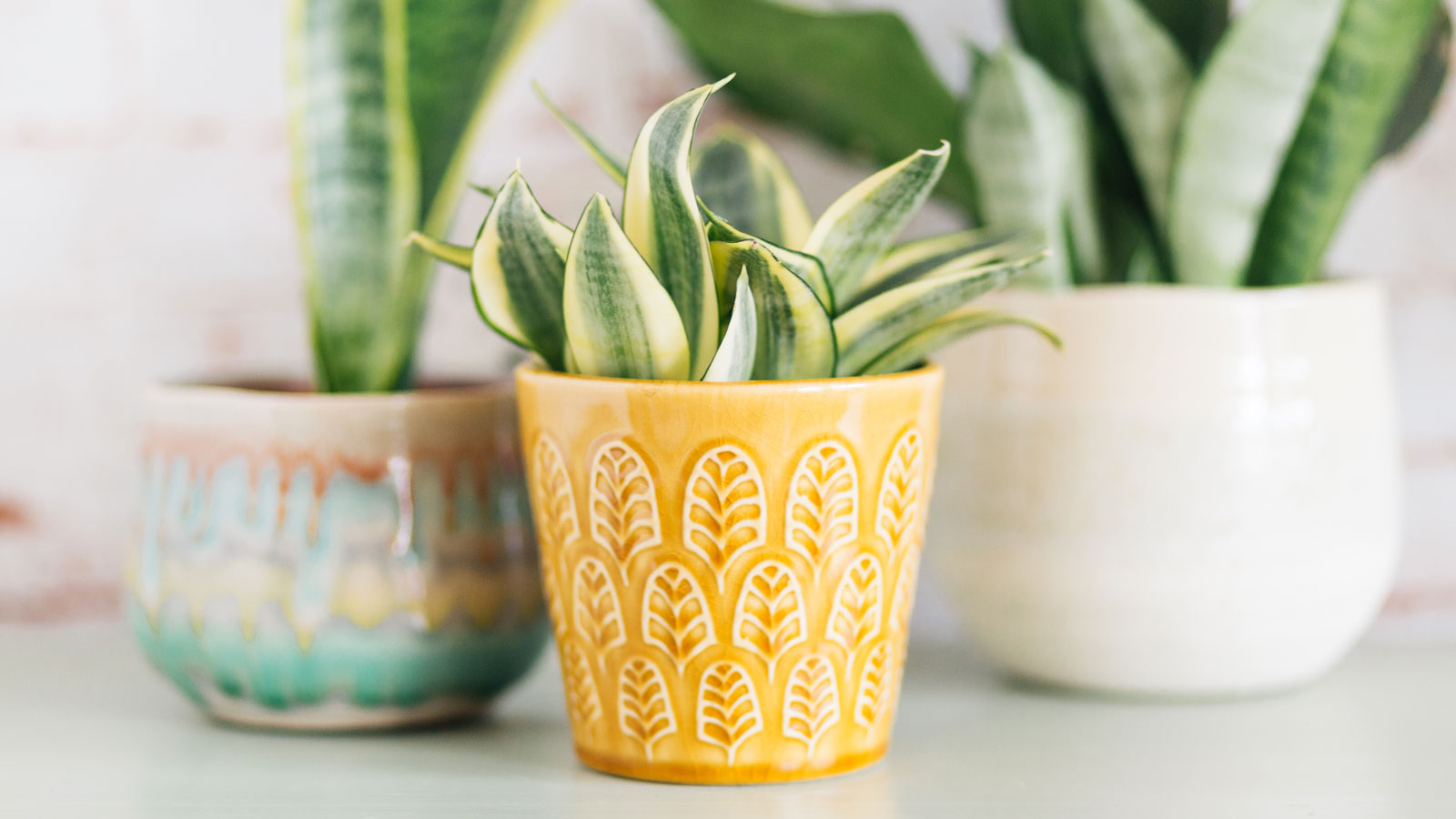 bird&#039;s nest snake plant in yellow pot with other plants