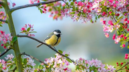  Blue tit perched on a branch in a blossom tree to support a guide on how to attract birds to your garden