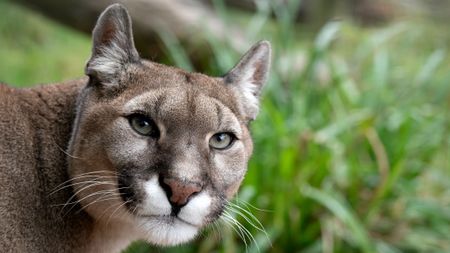 A cougar looking right into the camera