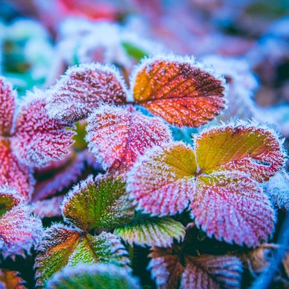 Frost on red and green strawberry leaves