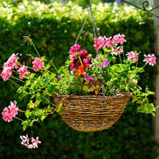 hanging basket full of pelargoniums