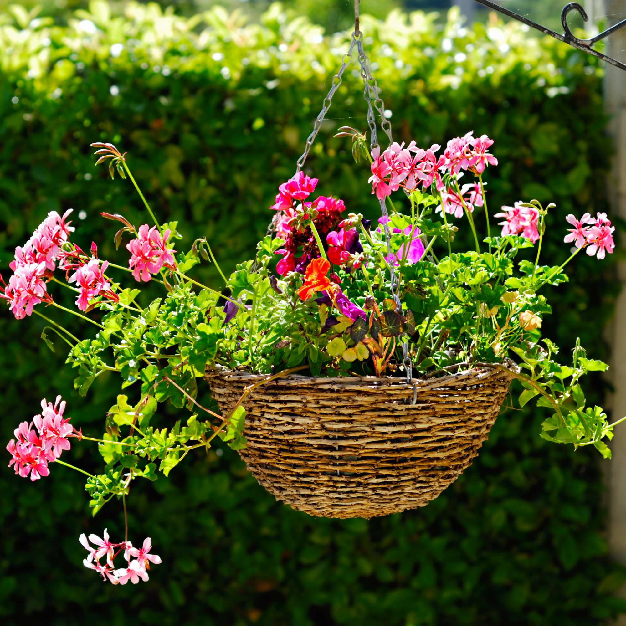 hanging basket full of pelargoniums