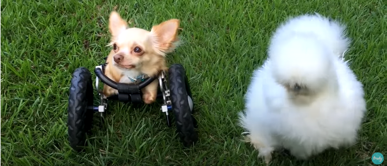 Chihuahua chicken sale