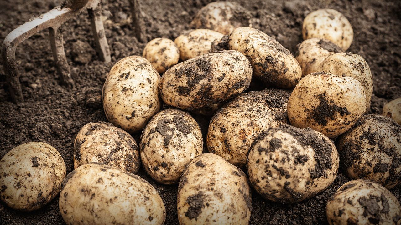 Potatoes © Getty Images/Cultura RF