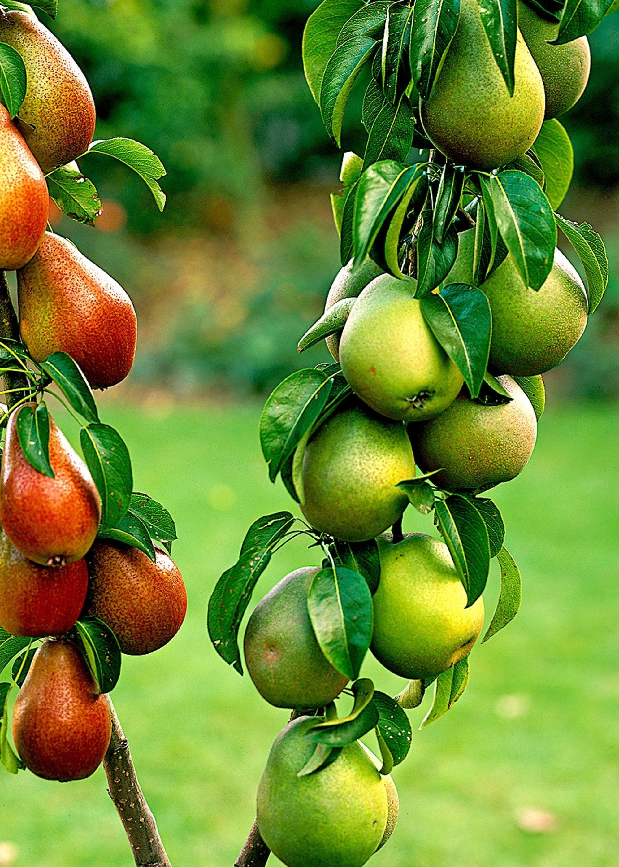 A close-up of a peach tree