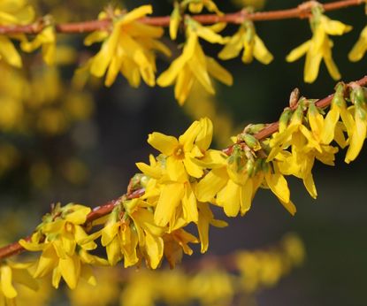 Best fast-growing shrubs: 15 bright and beautiful varieties | Homes ...