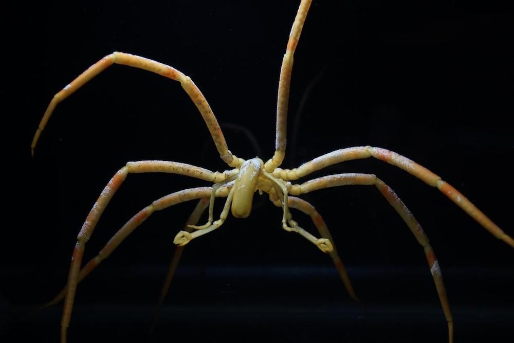 Sea spiders pass oxygen to their extremities via their gut fluids, rather than the substance they have in lieu of blood called hemolymph.