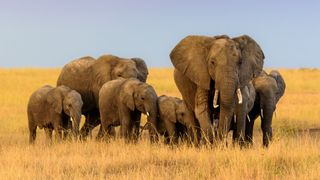 A herd of African elephants