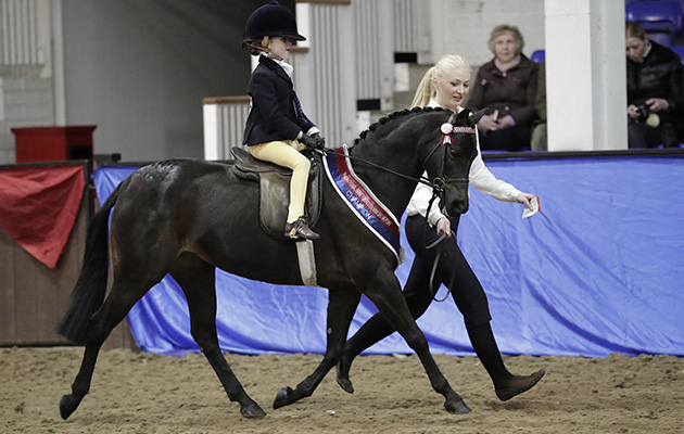 P(UK) Brineton Show Pony Mini Championship (R9 &amp;ndash; R10) winner 1395