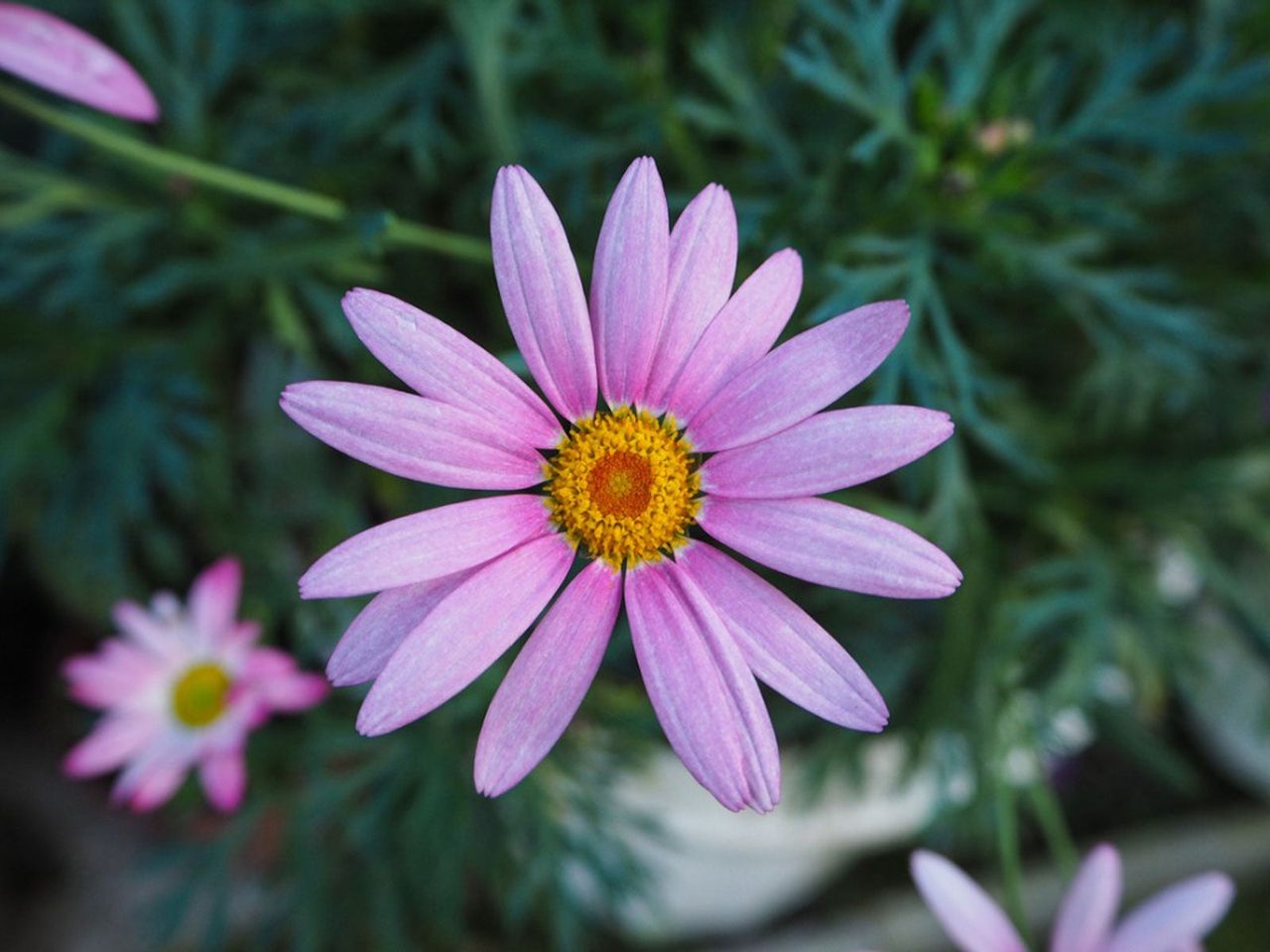 Marguerite Daisy Flowers