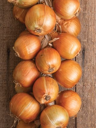 Onion, Patterson Hybrid
