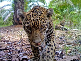 A jaguar cub gets up close with a camera trap on a Colombian palm oil plantation.