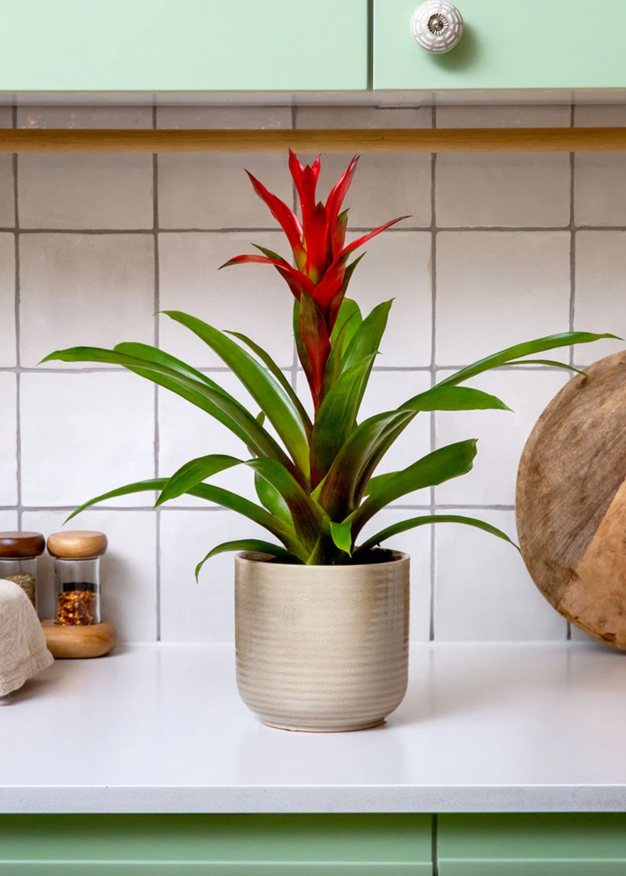 A potted guzmania plant in a kitchen by a plate of bottled spices, and a cutting board